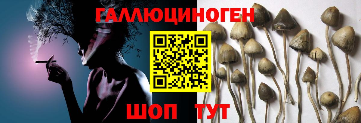 Псилоцибиновые грибы Psilocybe  Вход с VPN  наркотики  Черкесск  Псилоцибиновые грибы мицелий 